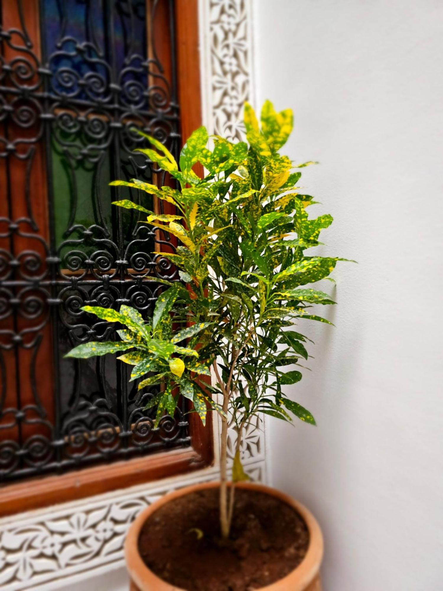 Riad Fes Miracle Fez Exterior foto